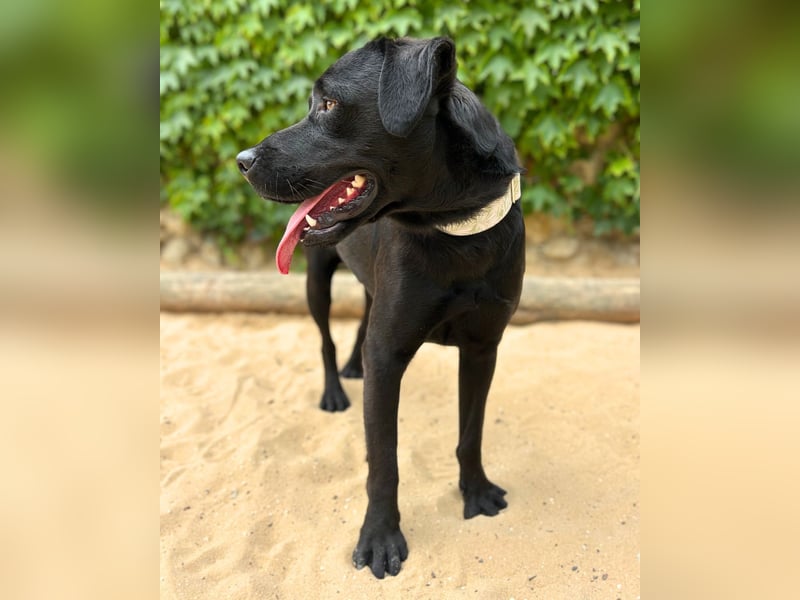 BALU – der perfekte Begleiter für Herz & Alltag