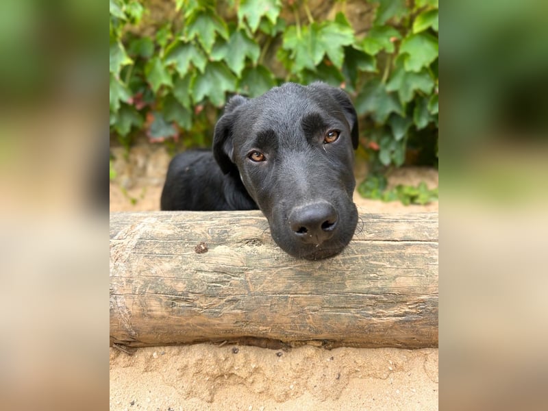 Mogli: Verspielter Labrador-Retriever