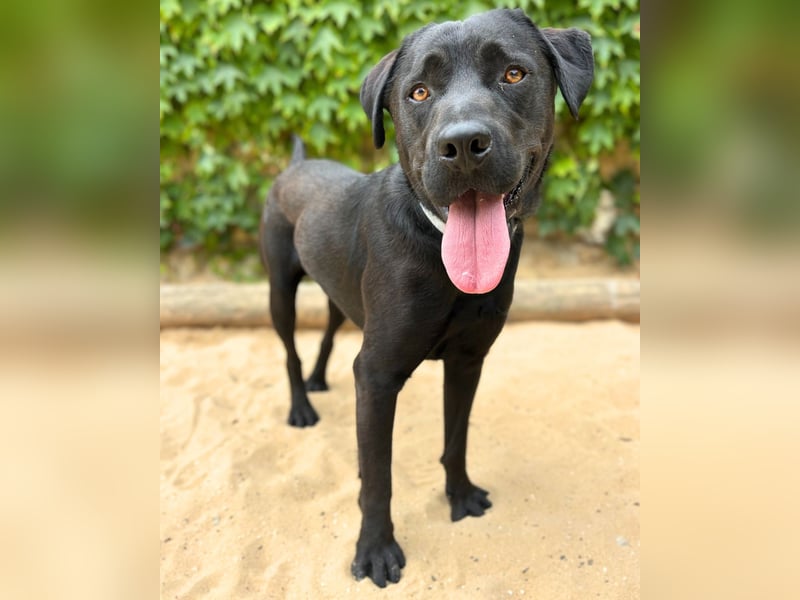 BALU – der perfekte Begleiter für Herz & Alltag