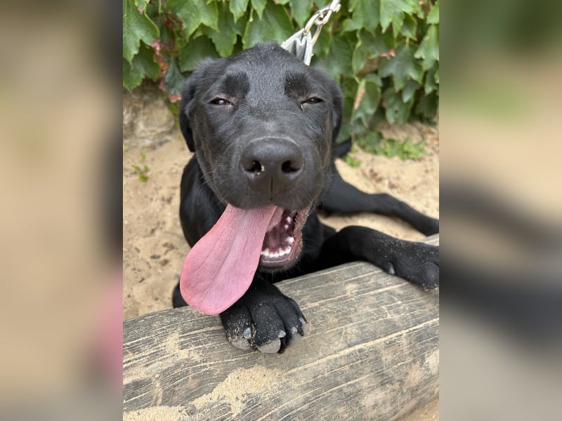 Mogli: Verspielter Labrador-Retriever