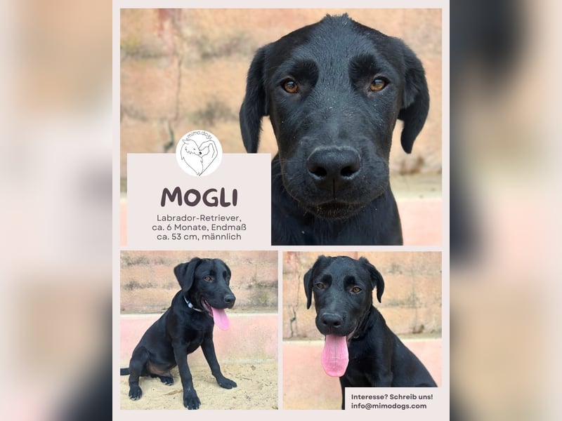 Mogli: Verspielter Labrador-Retriever