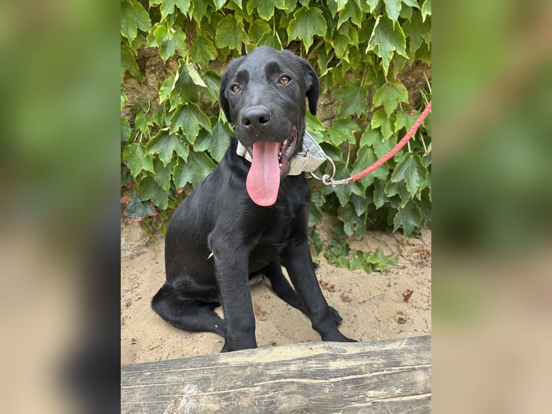 Mogli: Verspielter Labrador-Retriever