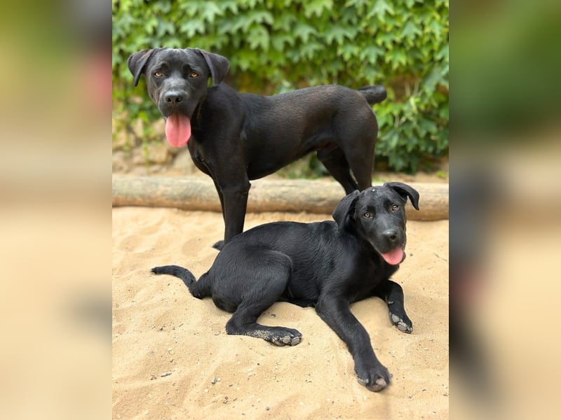 Mogli: Verspielter Labrador-Retriever