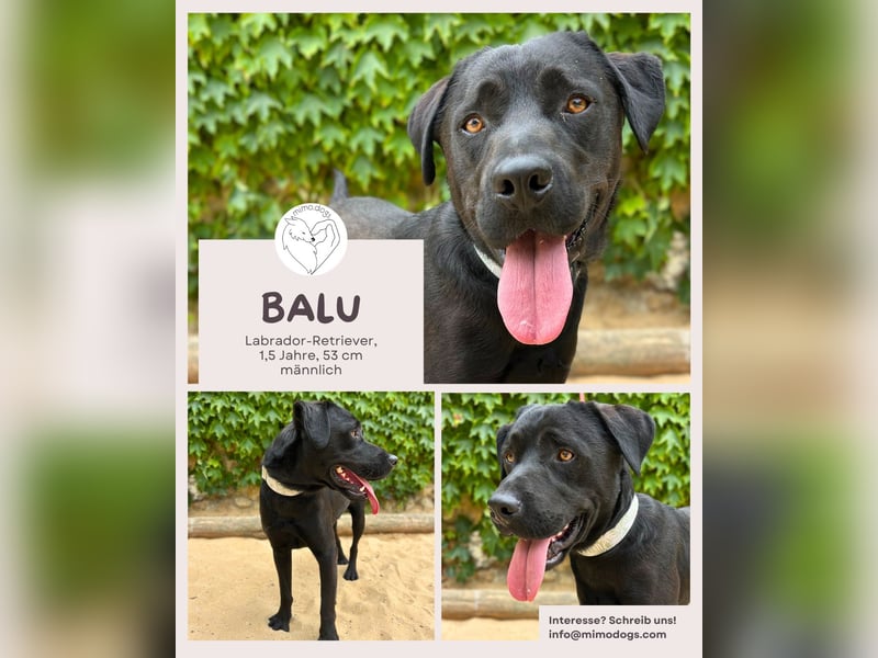 BALU – der perfekte Begleiter für Herz & Alltag