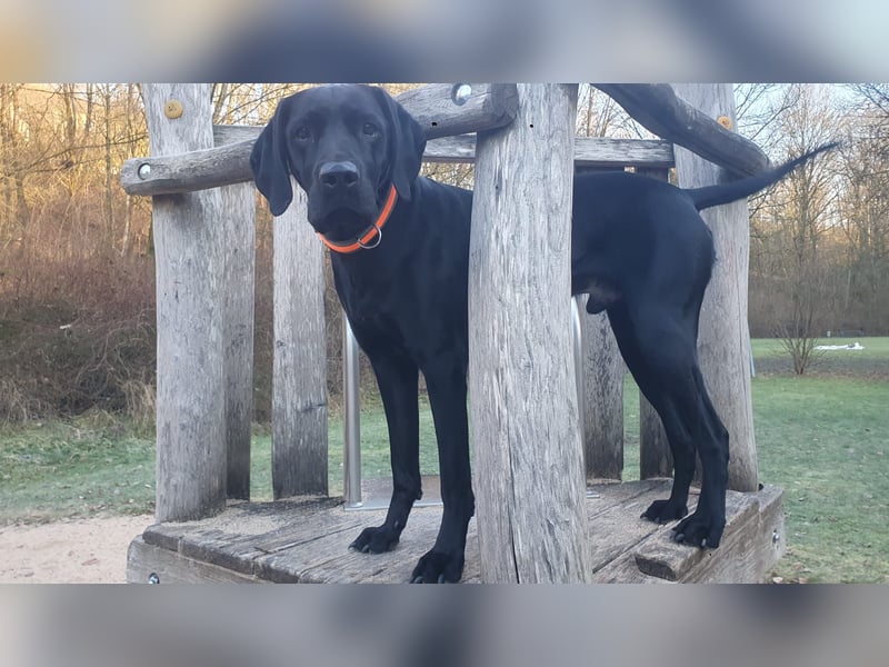 Lieber Labrador-Vizsla Mix