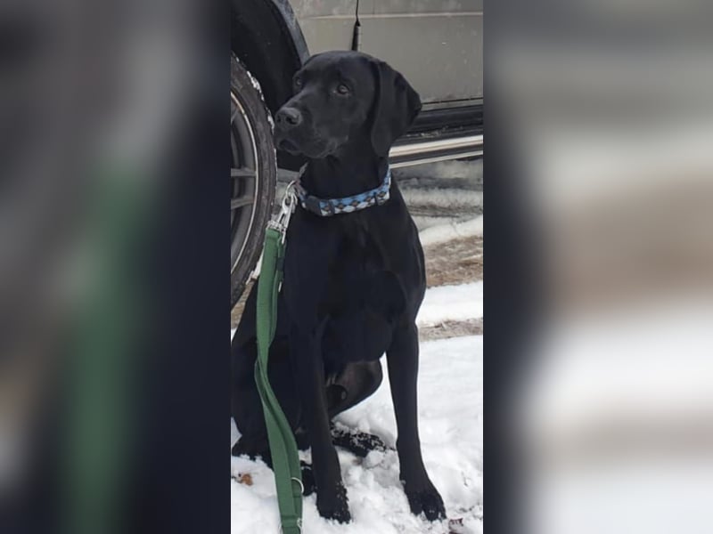 Lieber Labrador-Vizsla Mix