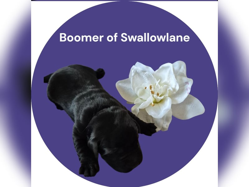Boomer of Swallowlane Labrador Rüde