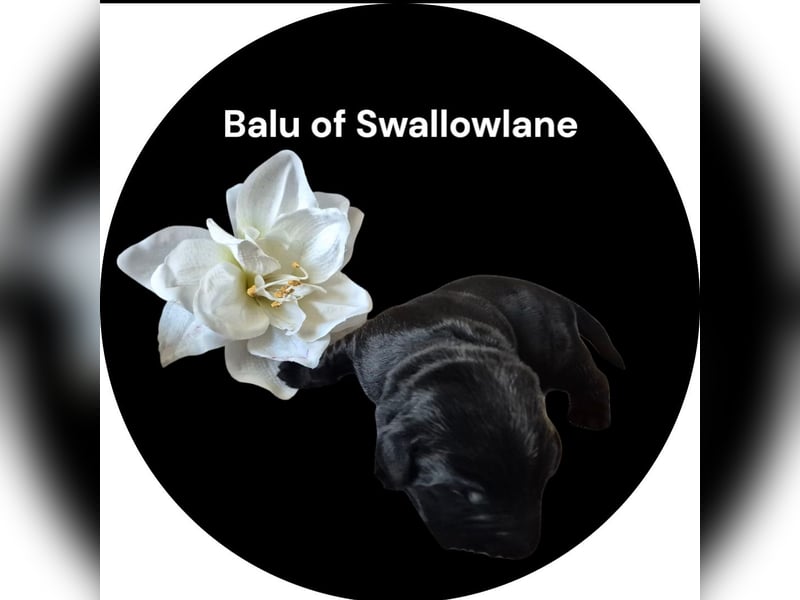 Balu of Swallowlane Labrador Welpe Rüde