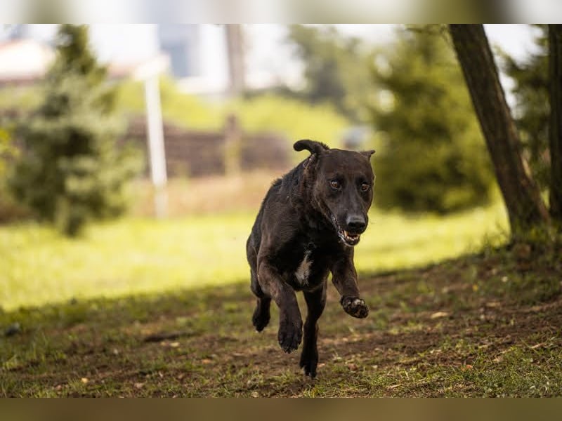 KYLO – Labradormix - freundlicher Begleiter mit ruhiger Ausstrahlung