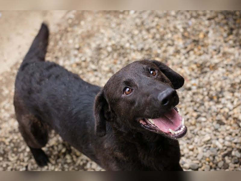 KYLO Labradormix - freundlicher Begleiter mit ruhiger Ausstrahlung und liebevollem Wesen!
