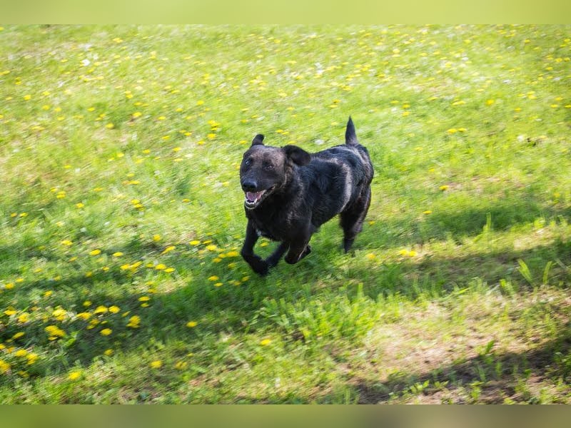 KYLO – Labradormix - freundlicher Begleiter mit ruhiger Ausstrahlung
