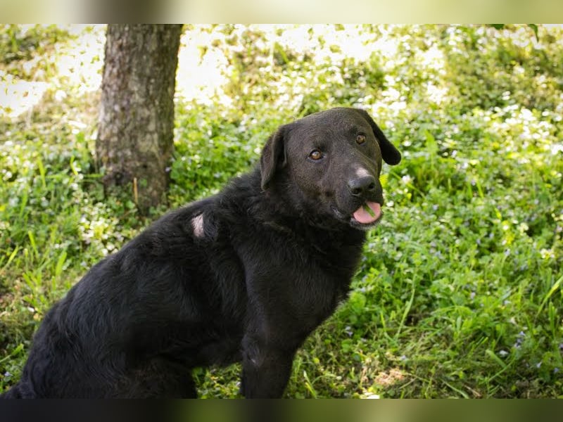 KYLO – Labradormix - freundlicher Begleiter mit ruhiger Ausstrahlung