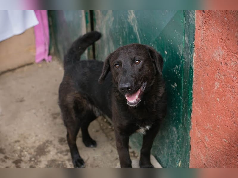 KYLO Labradormix - freundlicher Begleiter mit ruhiger Ausstrahlung und liebevollem Wesen!