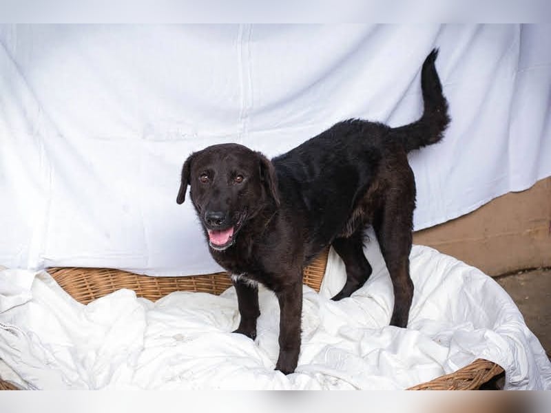 KYLO – Labradormix - freundlicher Begleiter mit ruhiger Ausstrahlung