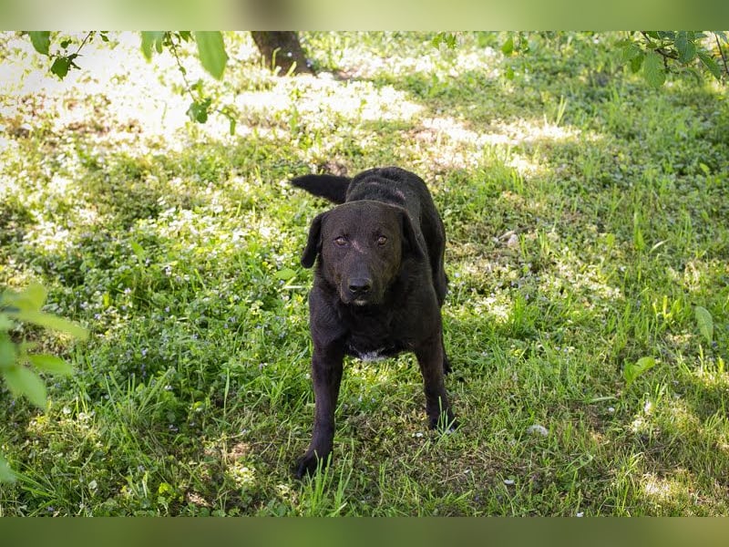 KYLO – Labradormix - freundlicher Begleiter mit ruhiger Ausstrahlung