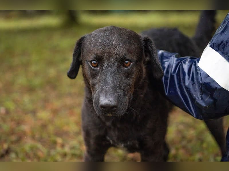 KYLO – Labradormix - freundlicher Begleiter mit ruhiger Ausstrahlung