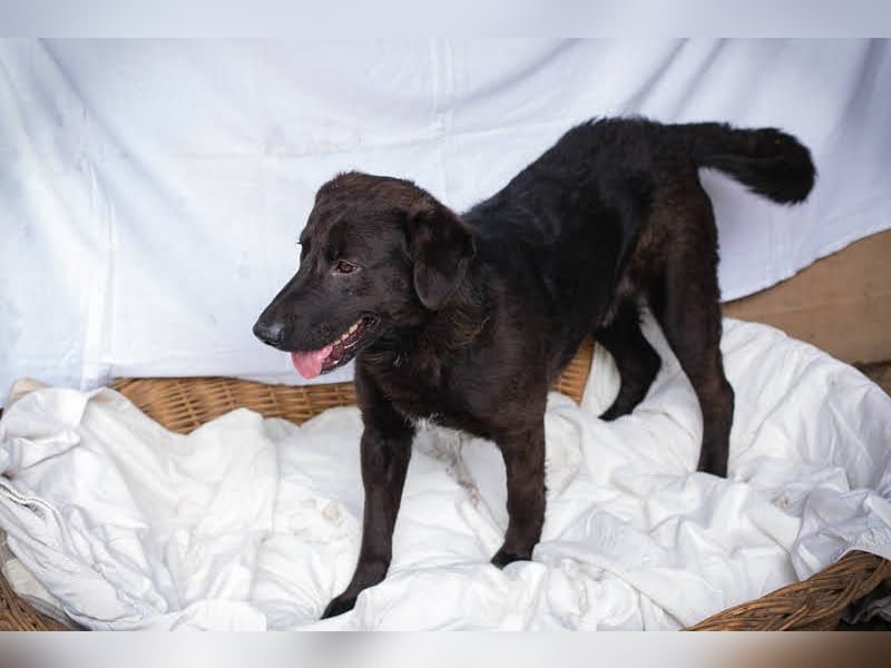 KYLO – Labradormix - freundlicher Begleiter mit ruhiger Ausstrahlung