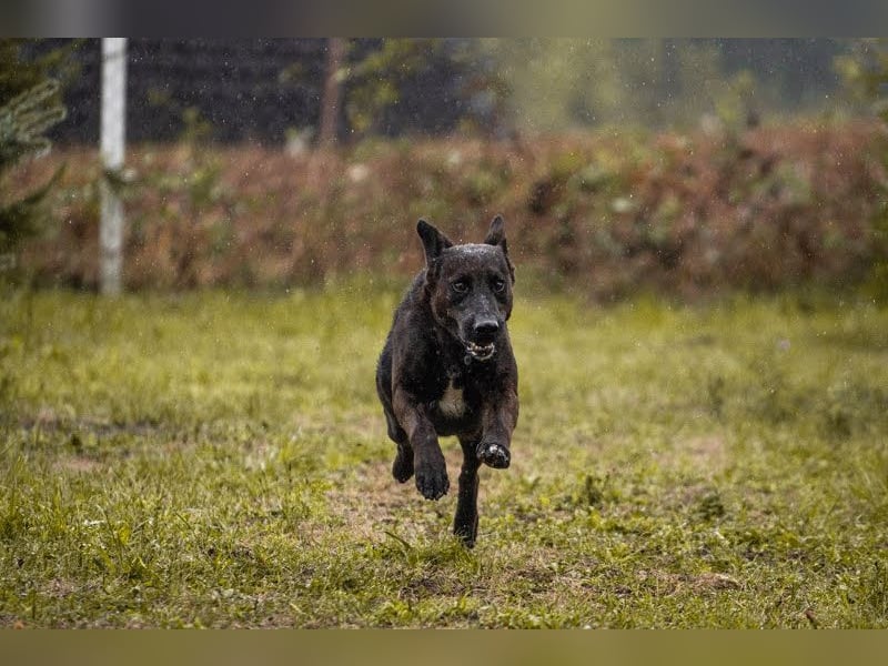 KYLO – Labradormix - freundlicher Begleiter mit ruhiger Ausstrahlung
