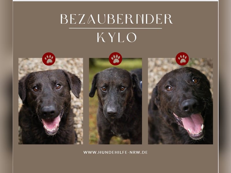 KYLO – Labradormix - freundlicher Begleiter mit ruhiger Ausstrahlung