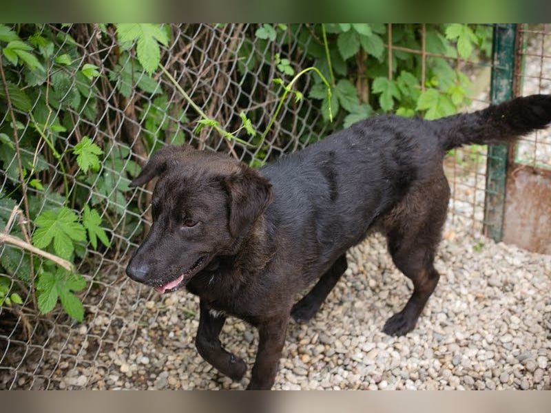 KYLO Labradormix - freundlicher Begleiter mit ruhiger Ausstrahlung und liebevollem Wesen!