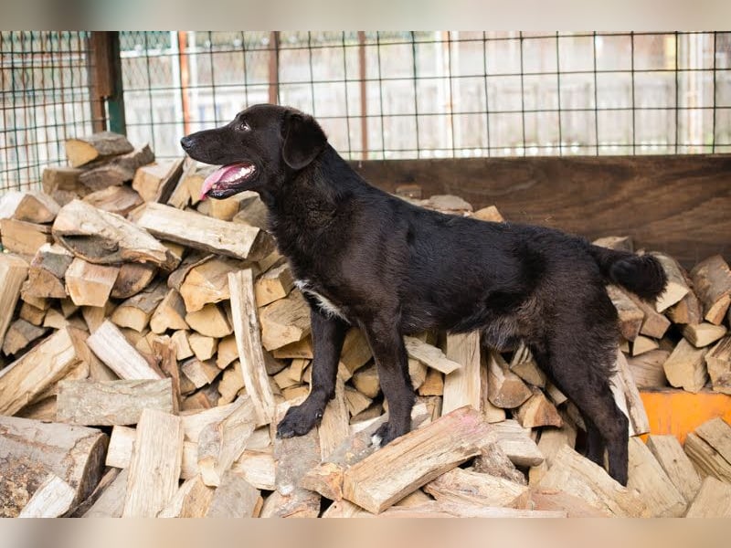KYLO – Labradormix - freundlicher Begleiter mit ruhiger Ausstrahlung