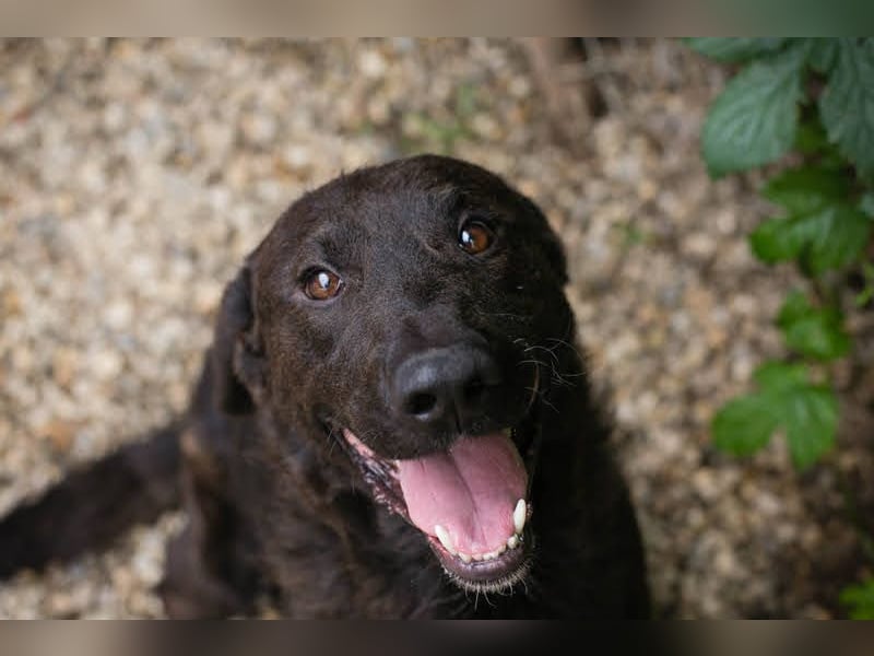 KYLO Labradormix - freundlicher Begleiter mit ruhiger Ausstrahlung und liebevollem Wesen!