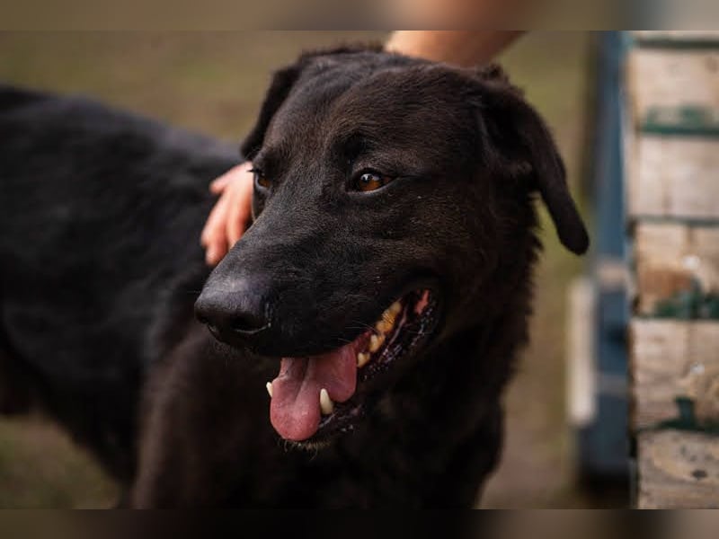 KYLO – Labradormix - freundlicher Begleiter mit ruhiger Ausstrahlung