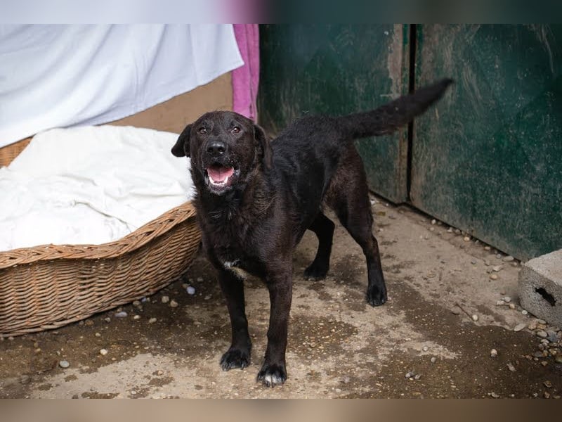 KYLO – Labradormix - freundlicher Begleiter mit ruhiger Ausstrahlung