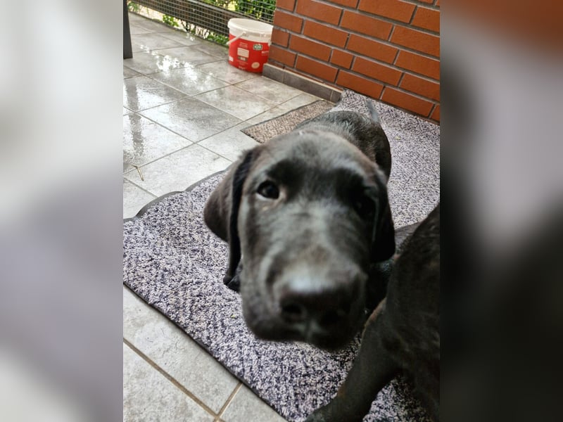 Labrador Welpen - lackschwarz