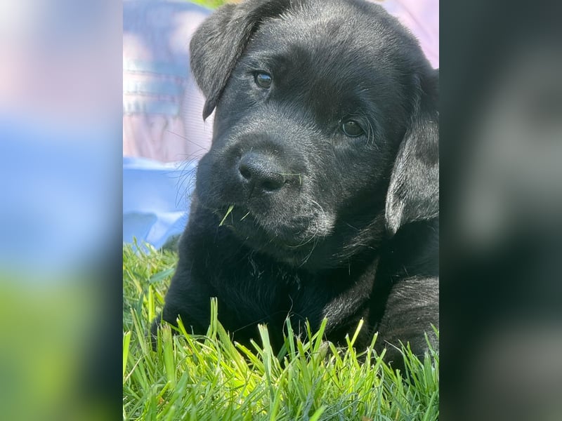 Labrador Welpen - lackschwarz