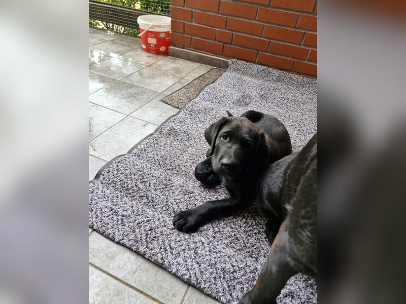 Labrador Welpen - lackschwarz