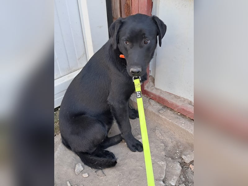 ❤️Labradormix Welpe Nero❤️