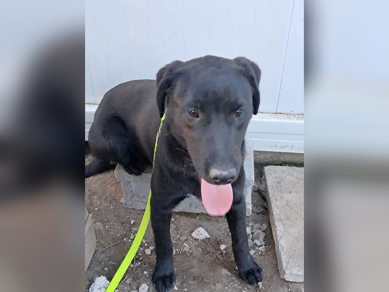 ❤️Labradormix Welpe Nero❤️