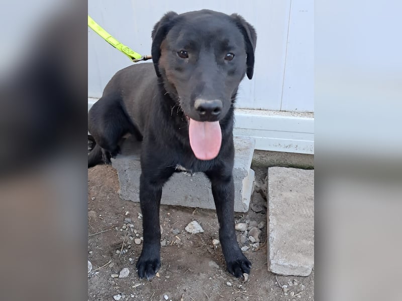 ❤️Labradormix Welpe Nero❤️