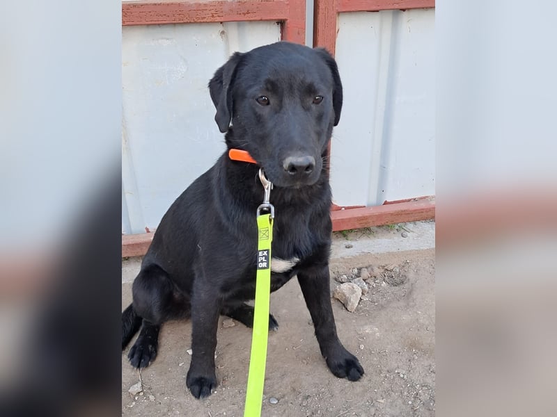 ❤️Labradormix Welpe Nero❤️