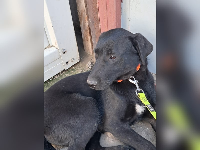 ❤️Labradormix Welpe Nero❤️