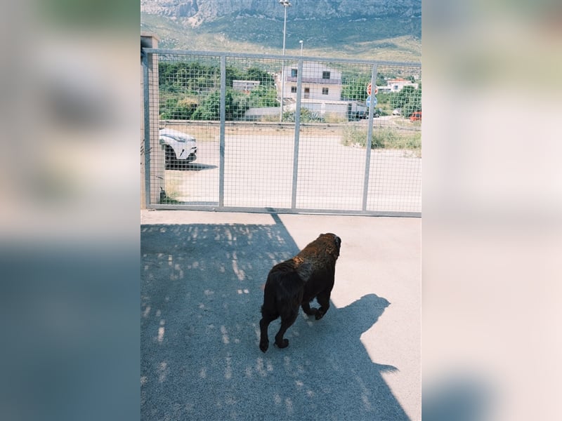 Balto sucht erfahrene Hände
