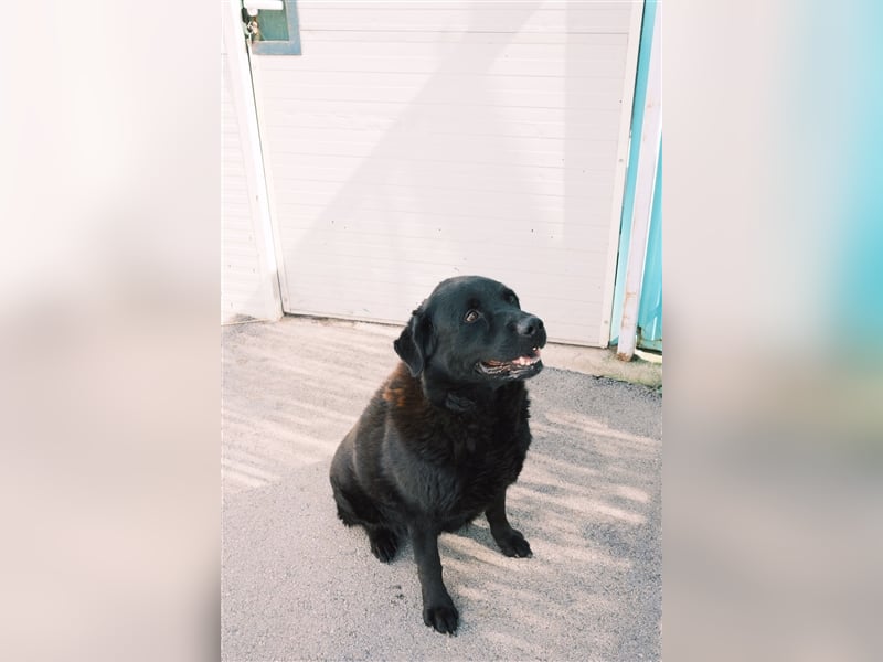Balto sucht erfahrene Hände