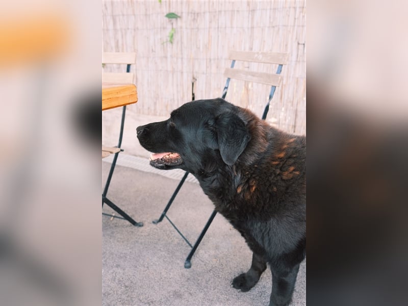 Balto sucht erfahrene Hände