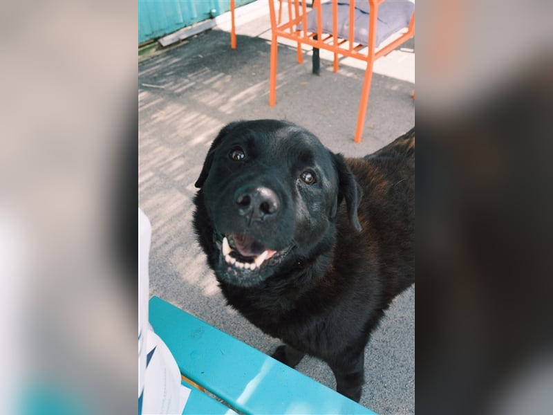 Balto sucht erfahrene Hände
