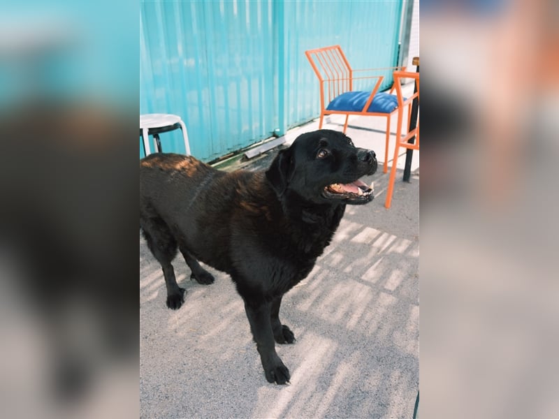 Balto sucht erfahrene Hände