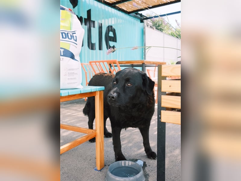Balto sucht erfahrene Hände