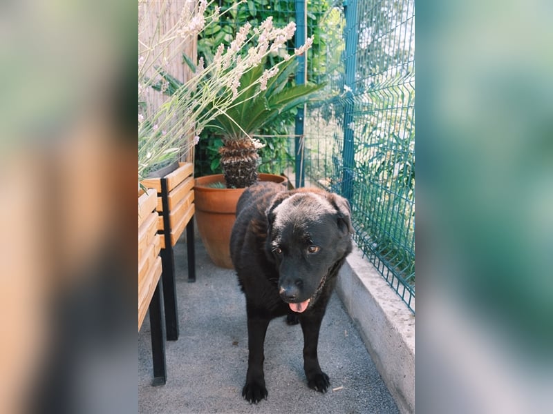 Balto sucht erfahrene Hände