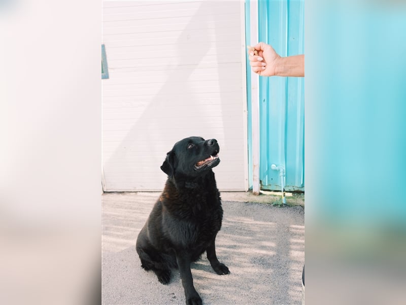 Balto sucht erfahrene Hände