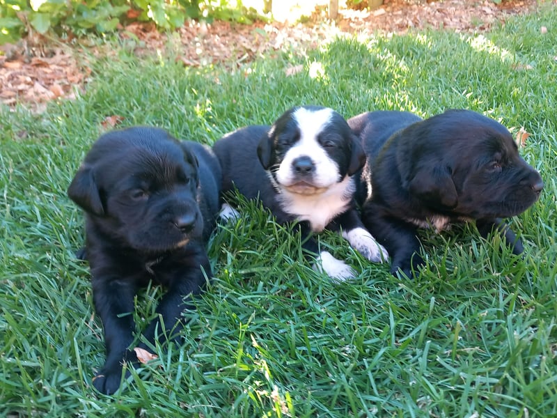 Labrador-Berner Sennenmix