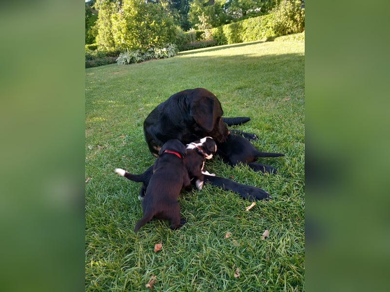 Labrador-Berner Sennenmix