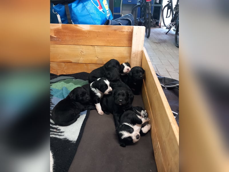 Labrador-Berner Sennenmix