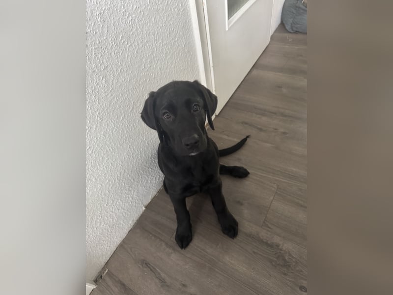 Labrador Welpe „Chico“ – 13 Wochen – stubenrein & lernfreudig