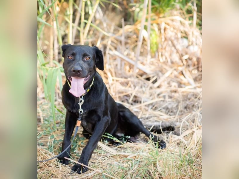 JERRY - Ein sensibler Seelenhund auf der Suche nach Sicherheit und Liebe