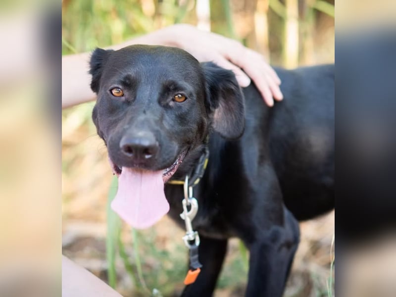 JERRY - Ein sensibler Seelenhund auf der Suche nach Sicherheit und Liebe